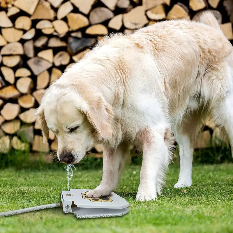 Step On Easy Paw Activated Dog Fresh Drinking Water